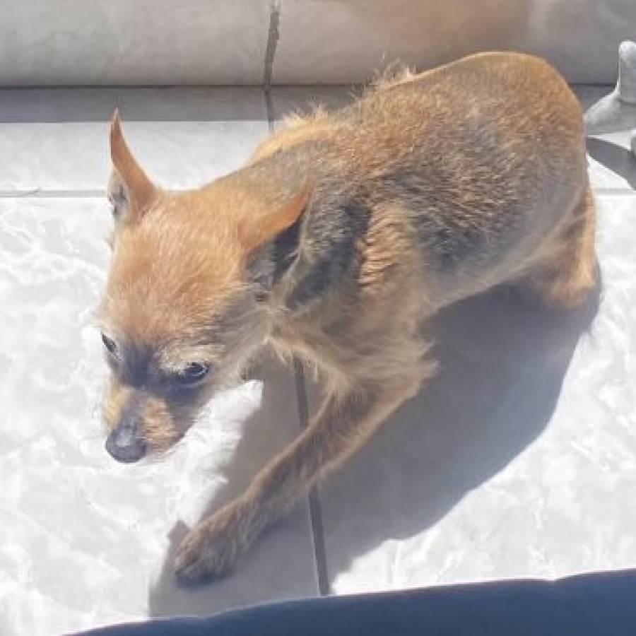 MATTY | Raza Mestiza, Cruza De Chihuahua Con Yorkshire Terrier | Perdida