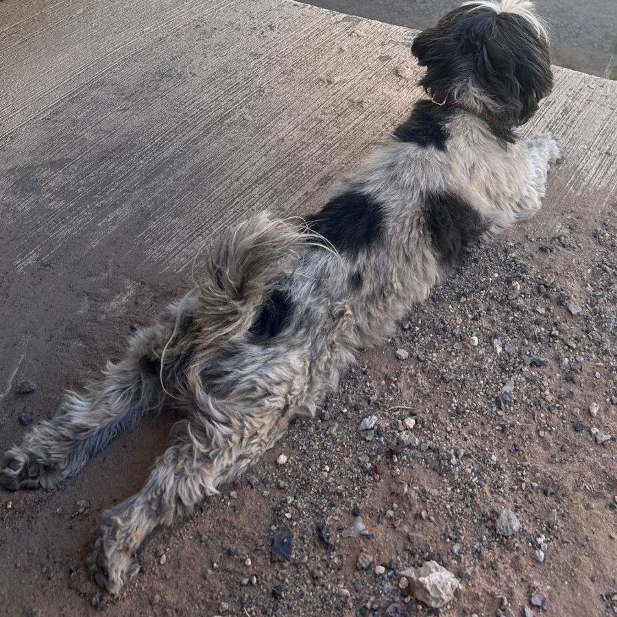 SHELBY | Raza Shih Tzu  | Perdida