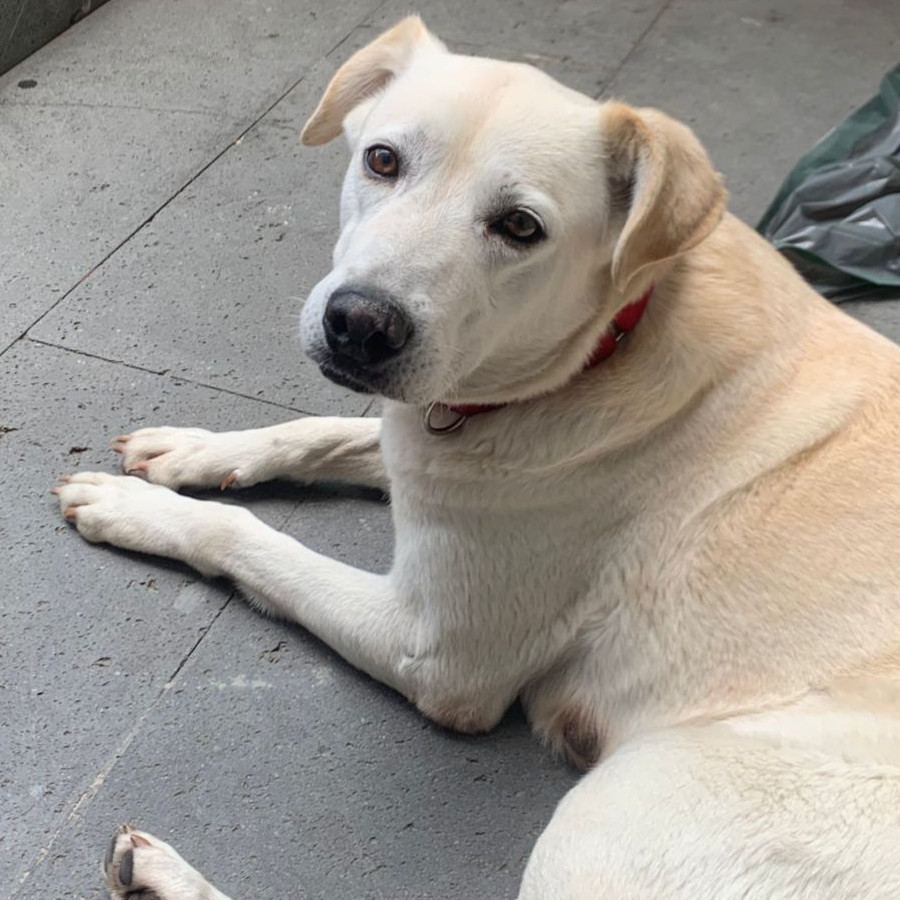 MALTA | Raza Mestiza, cruza de Labrador | En Adopción