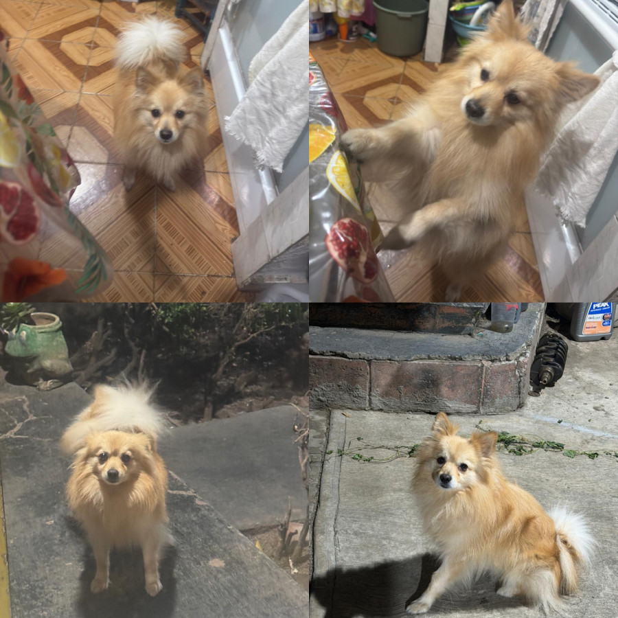 ENANO | Raza Mestizo, cruza de Pomerania | Perdido