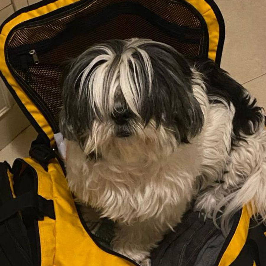 KILA | Raza Lhasa Apso | Final Feliz