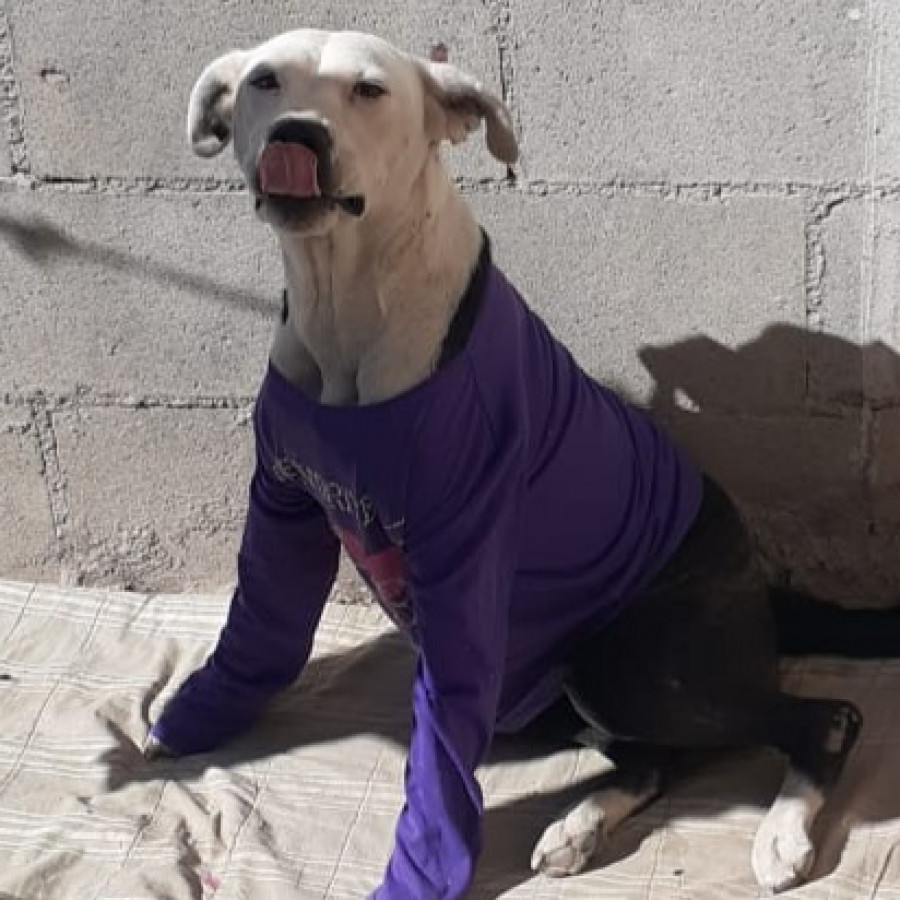 NICKYE | Raza American Pitbull Terrier | Perdida