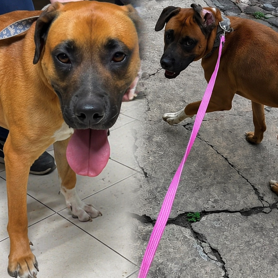  | Raza Mestizo, posible cruza de Bóxer con American Pitbull | Encontrado