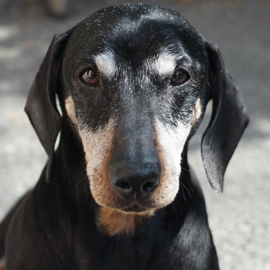 SIRIUS | Raza Dachshund o Salchicha  | Perdido