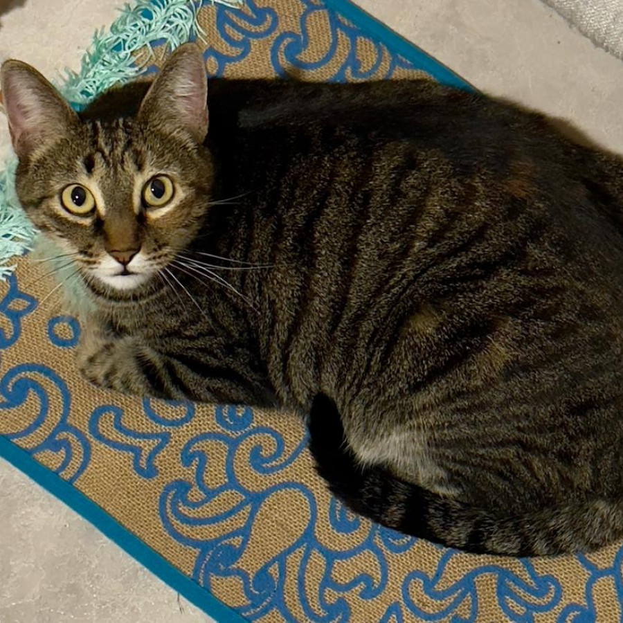 NIKI | Raza Doméstico Américano de Pelo Corto | Perdida