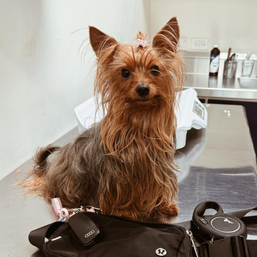 YOKO | Raza Yorkshire Terrier (Yorkie) | Final Feliz