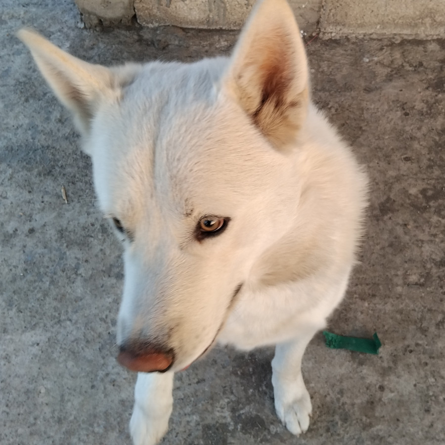 POLAR | Raza Husky Siberiano | En Adopción