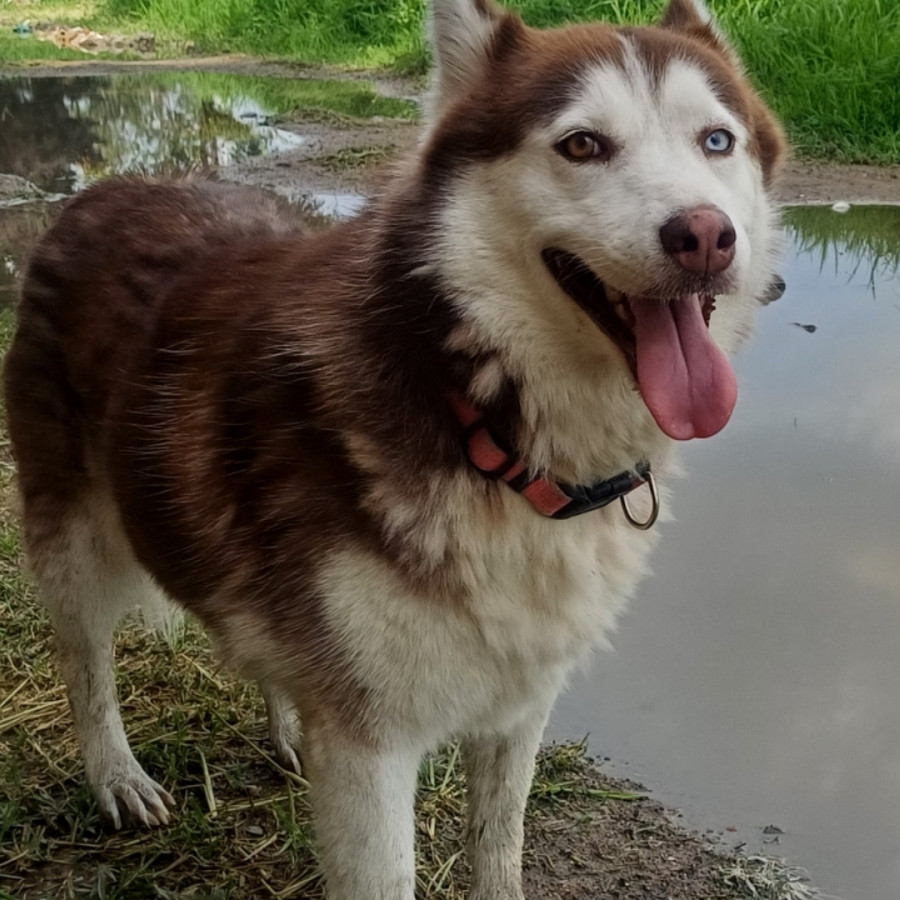 LILY | Raza Husky Siberiano | Perdida