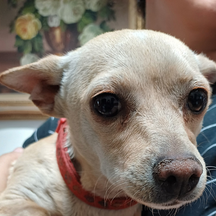  | Raza Mestiza, cruza de Chihuahua | Encontrada