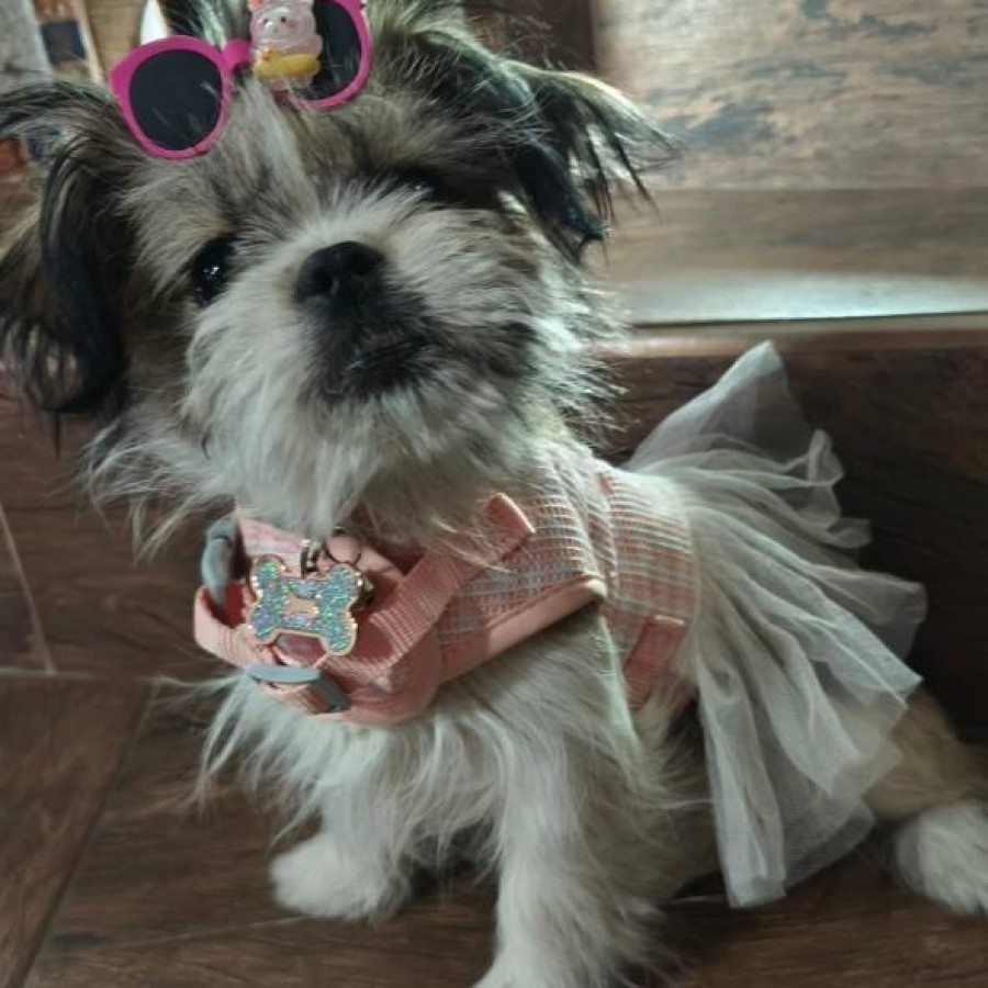 MORITA | Raza Shih Tzu  | Perdida
