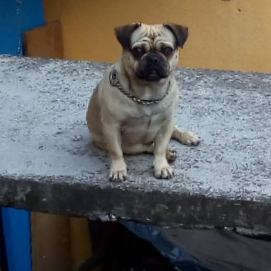 BAMBAM | Raza Pug o Carlin | Perdido