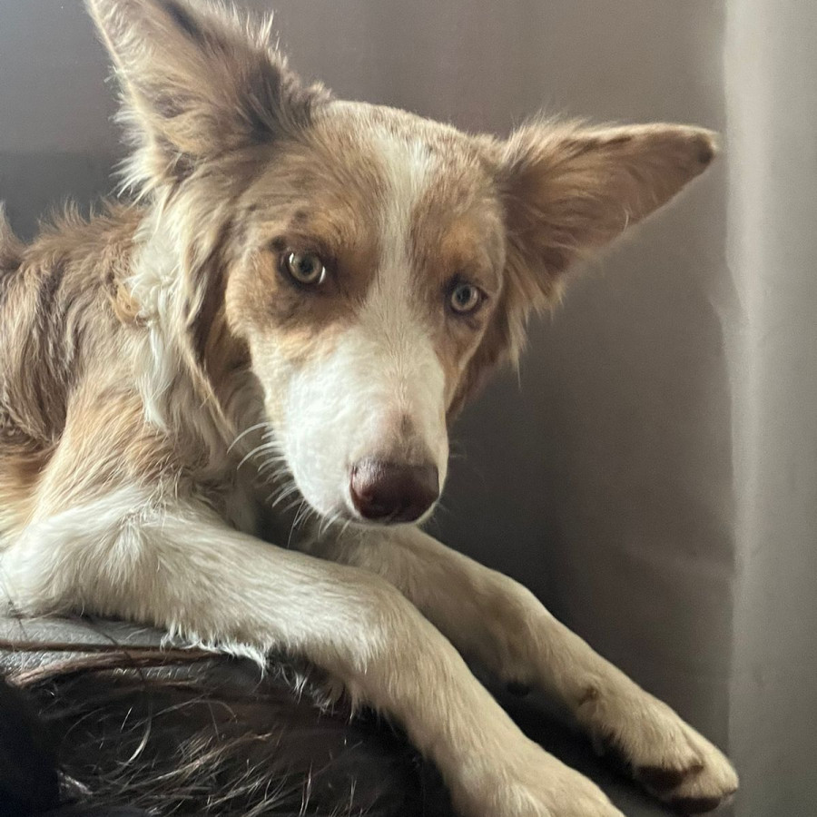 CANELITA | Raza Border Collie  | Perdida