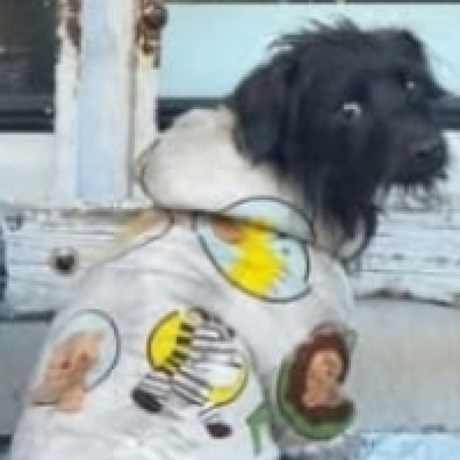 MAX | Raza Mestizo, cruza de Schnauzer | Perdido