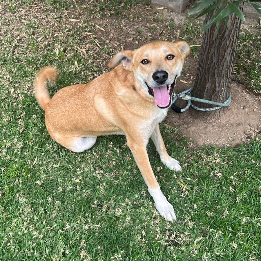  | Raza Mestizo | Encontrado