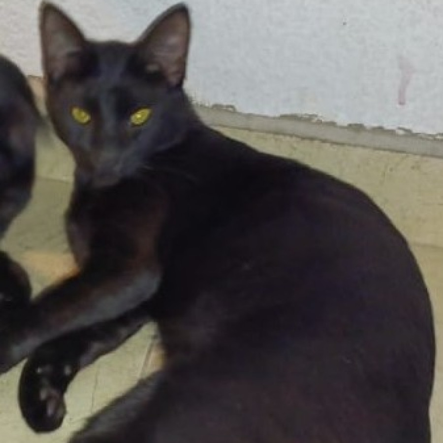 CHIMUELO | Raza Bombay | Perdido