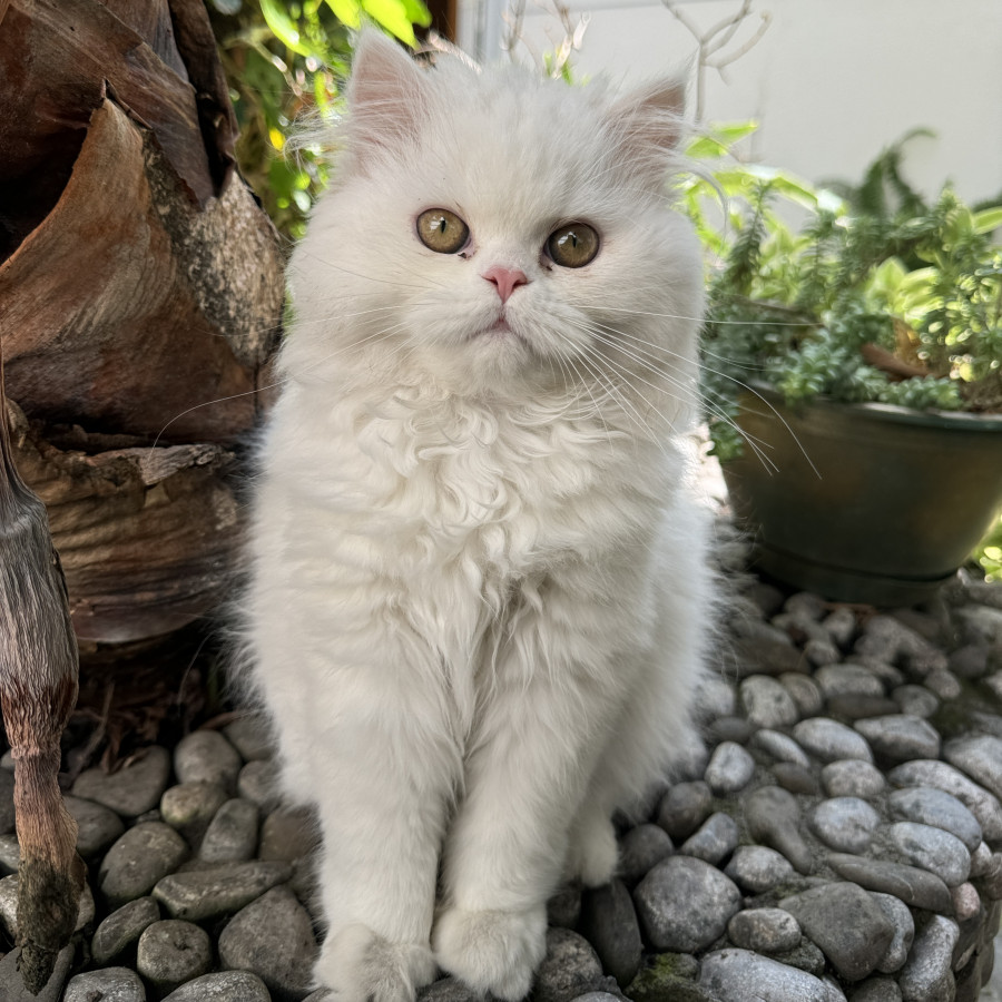 SIMI | Raza Británico de pelo largo | Perdido