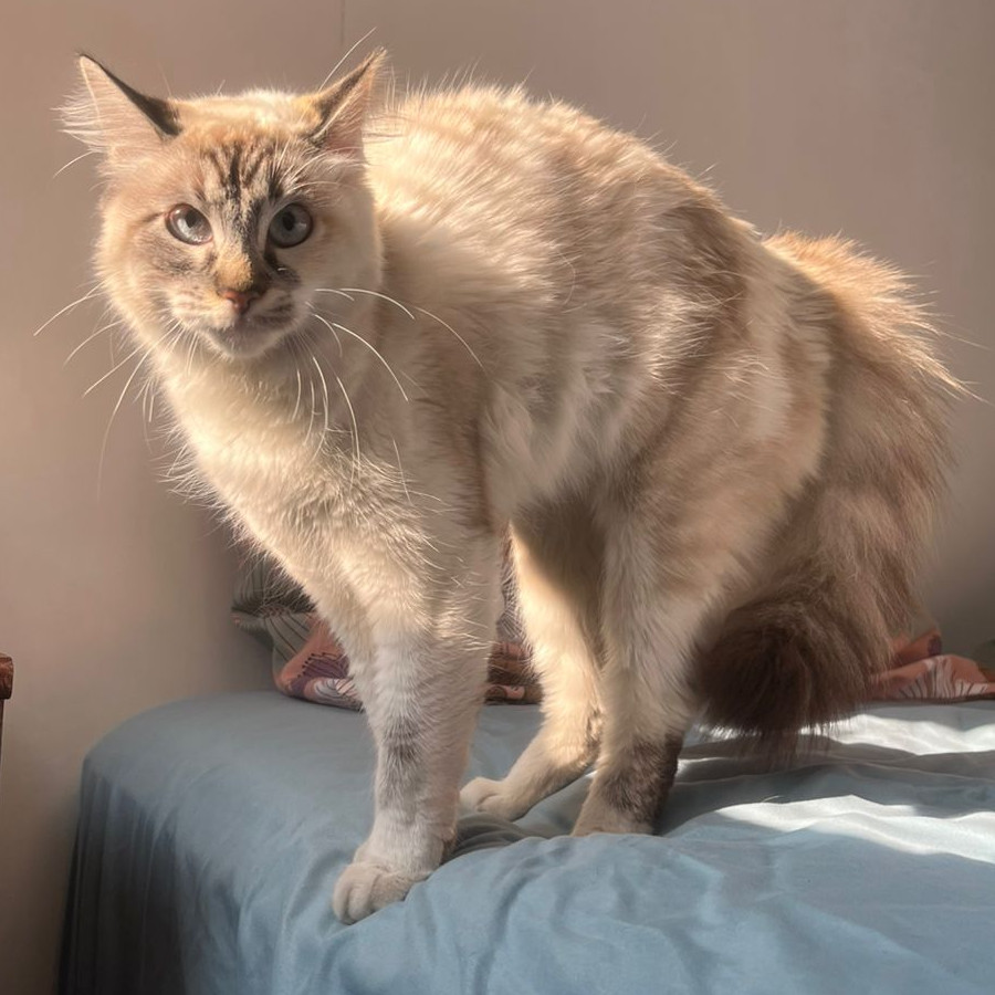  | Raza Balinés Punto Tabby | Encontrada