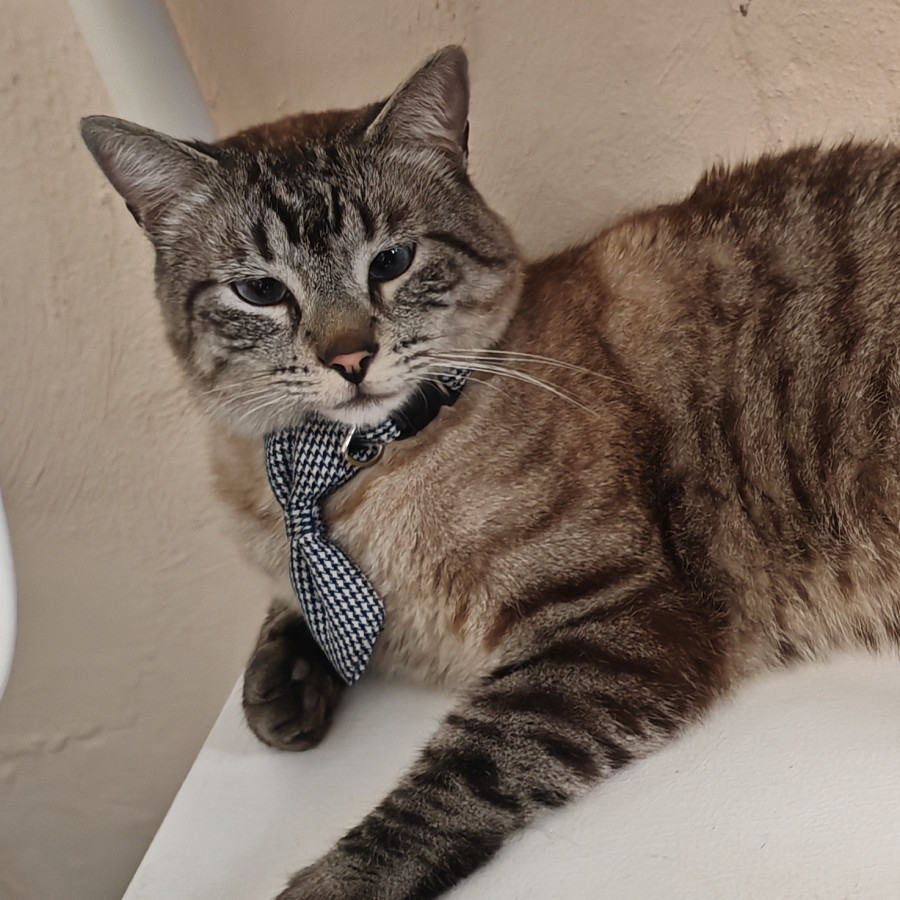 TONTÍN | Raza Aslan o Siamés moderno, punto tabby | Perdido