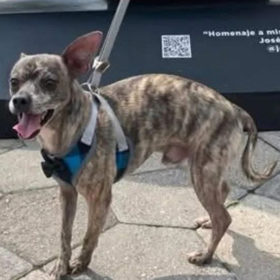 BACACHO | Raza Chihuahua | Perdido