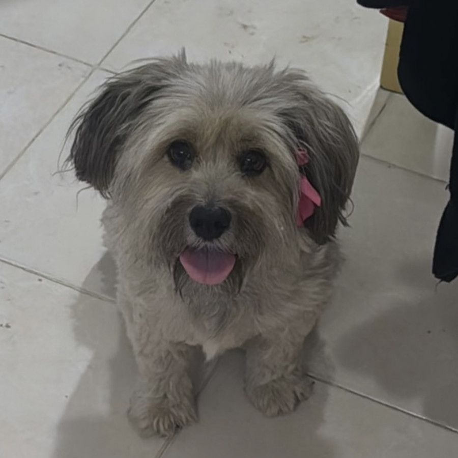 BELLA (BELA) | Raza Schnauzer | Perdida