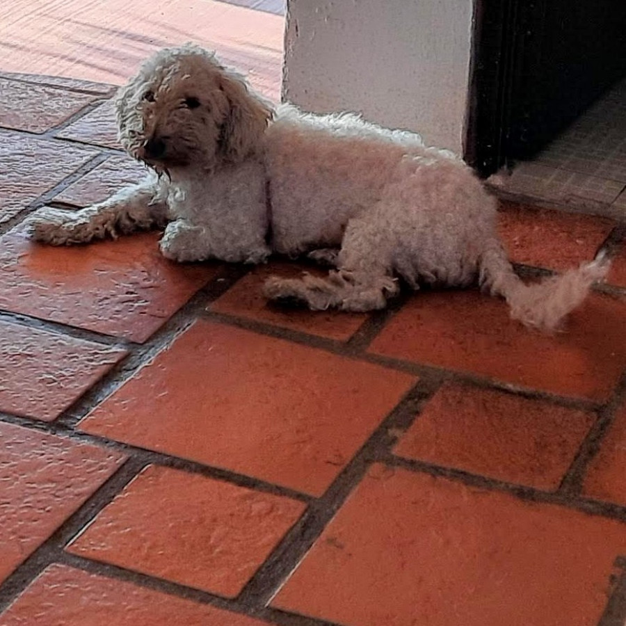 MOLLY | Raza French Poodle o Caniche | Perdida