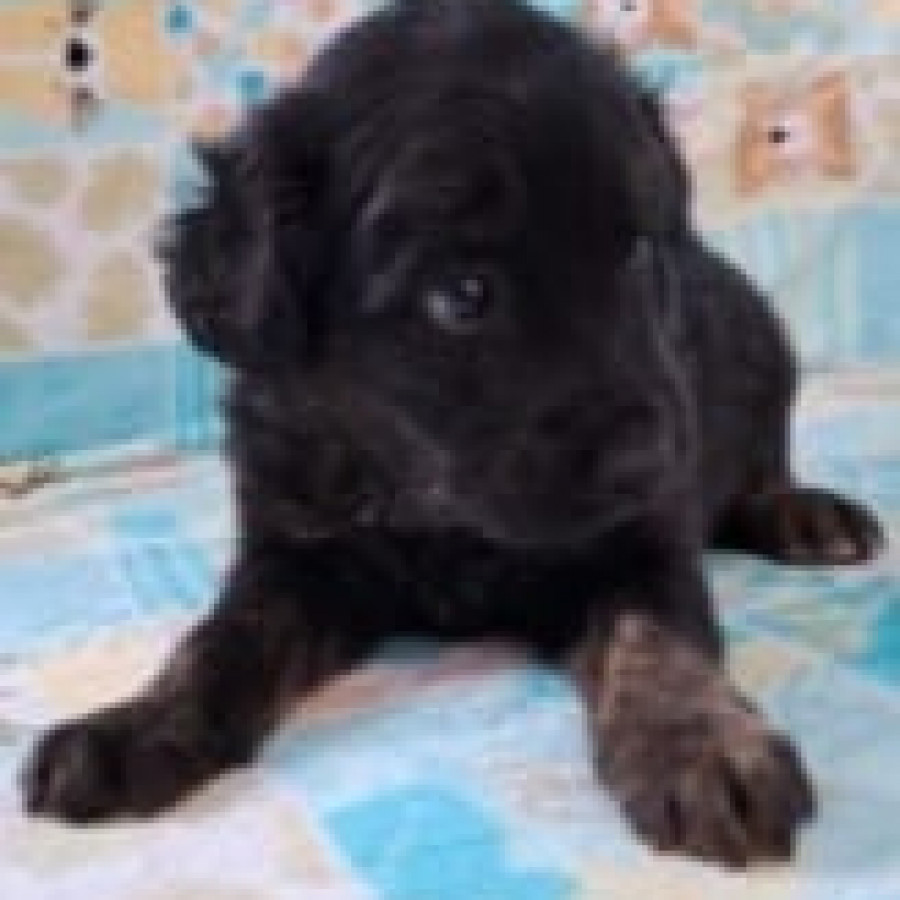 HERMOSA CACHORRITA | Raza Mestiza | En Adopción