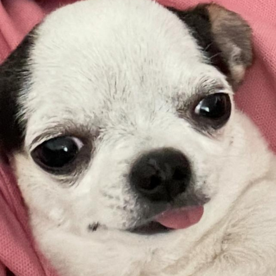PUKI | Raza Chihuahua | Perdido