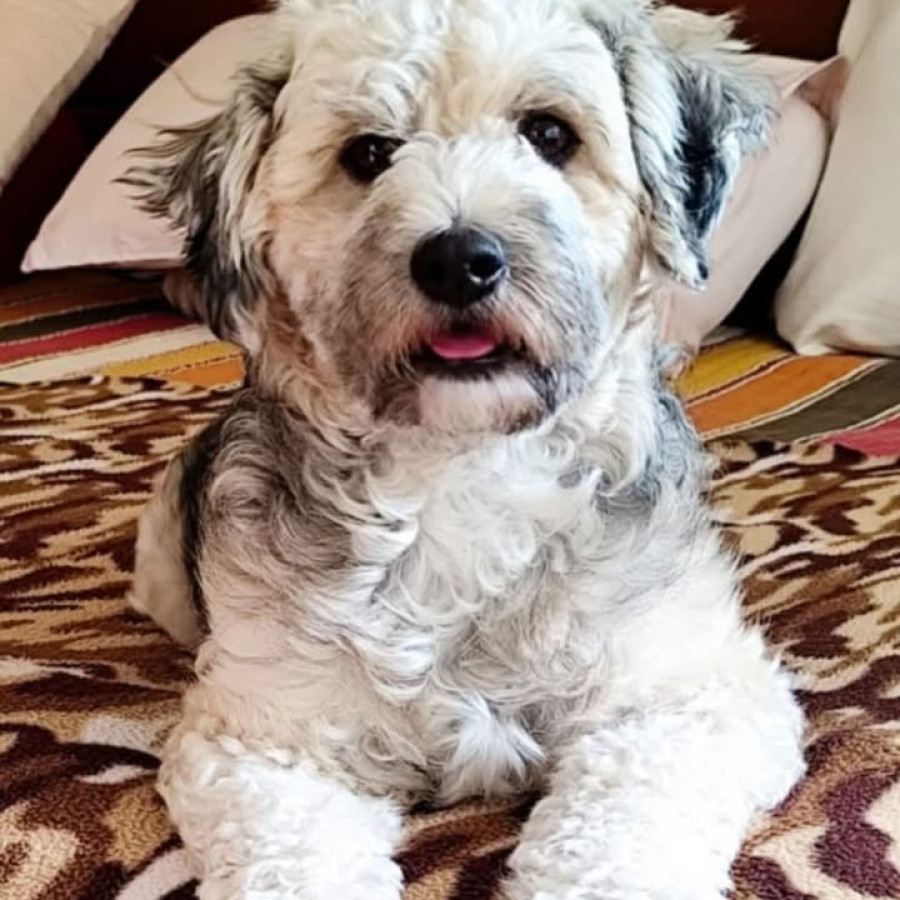 KIRA | Raza Mestiza, cruza de French Poodle con Schnauzer, (Schnoodle) | Final Feliz