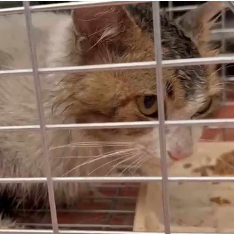  | Raza Doméstico Americano de pelo semilargo | Encontrada
