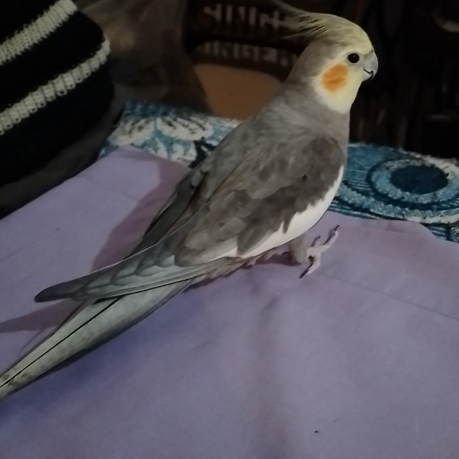 CHISPA O NINFITA | Raza Ninfa | Perdido