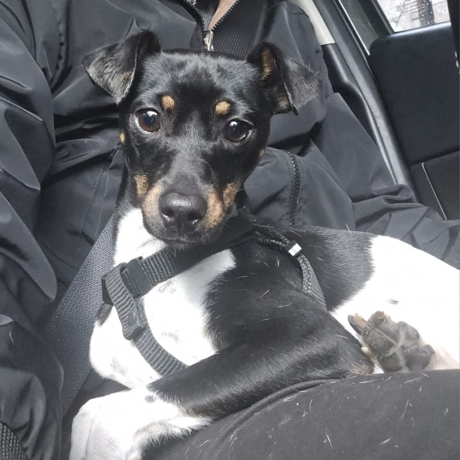  | Raza Mestiza, posible cruza de Fox Terrier | Encontrada