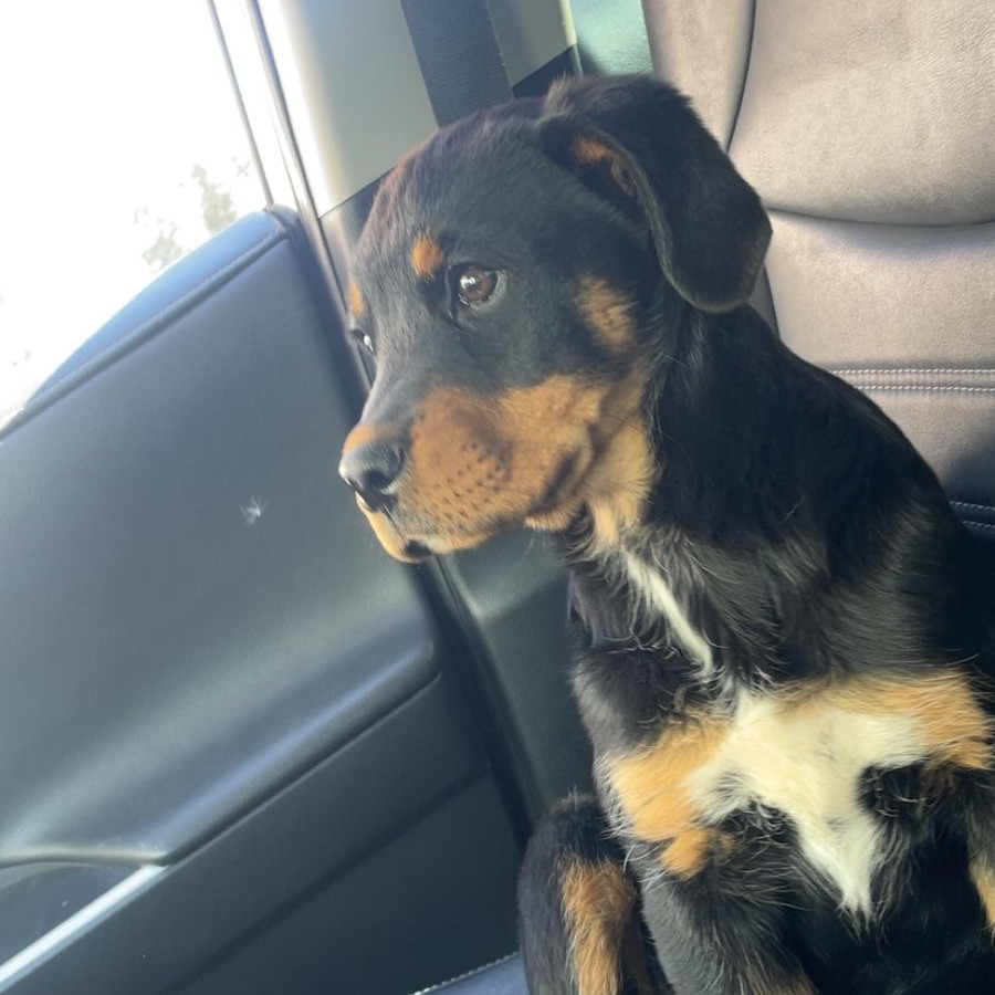 RILEY | Raza Rottweiler | Final Feliz