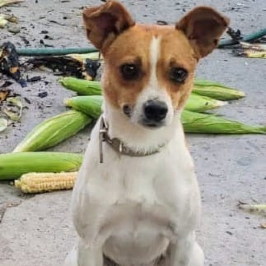 TRIBILÍN | Raza Mestizo, cruza de Jack Russell Terrier | Perdido