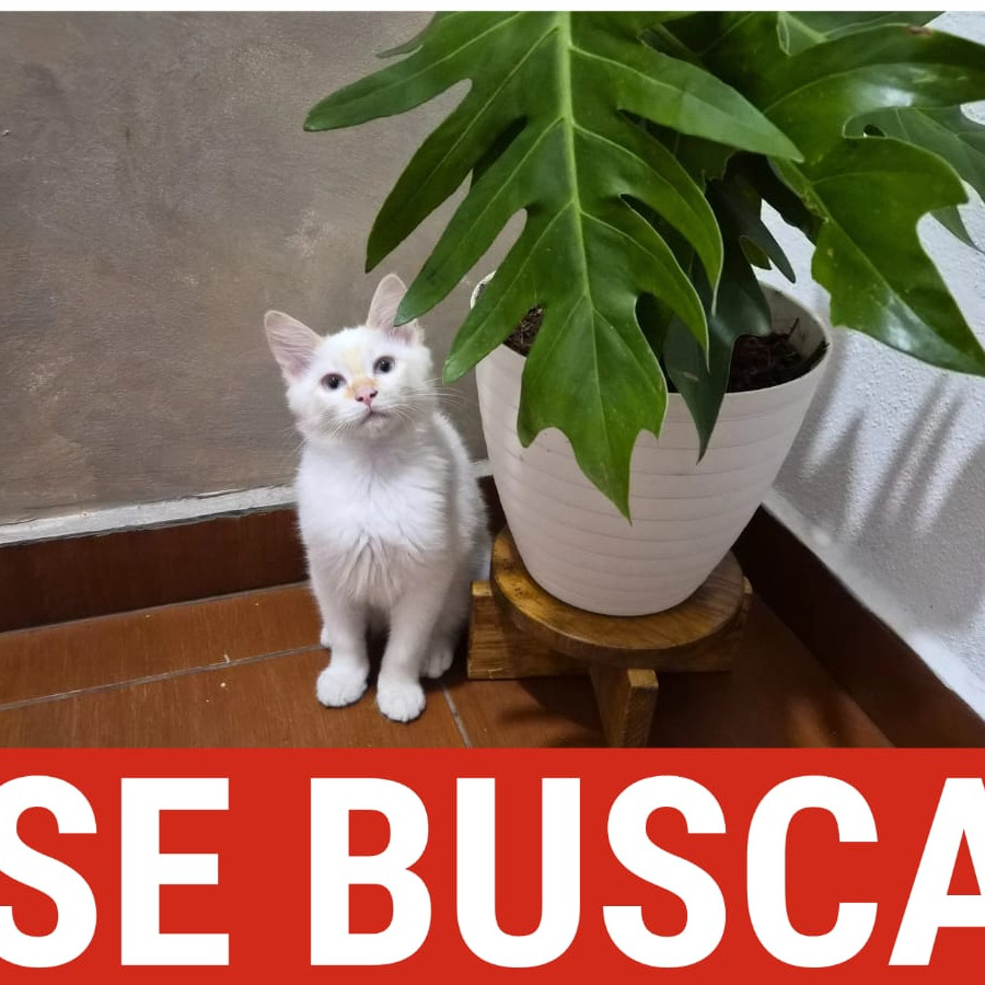 IRIS JOSÉ ROBERTO | Raza Balinés punto flama | Perdido