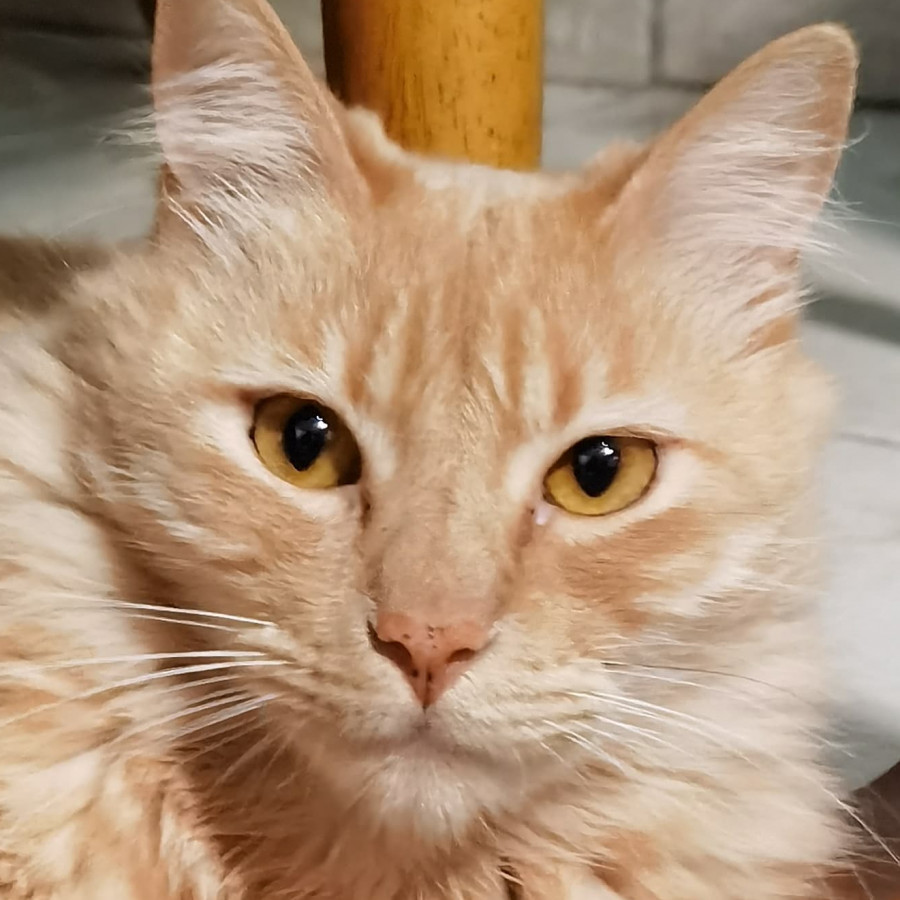 SIMBA | Raza Doméstico Americano de Pelo Semilargo | Perdido