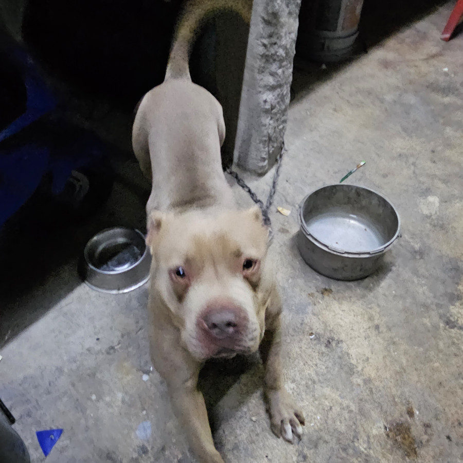 BRUNO | Raza American Pitbull Terrier | Perdido