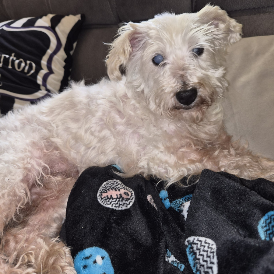  | Raza Mestiza,  cruza de French Poodle con Maltés, (Maltipoo) | Encontrada