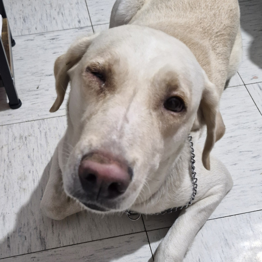  | Raza Labrador  | Encontrada