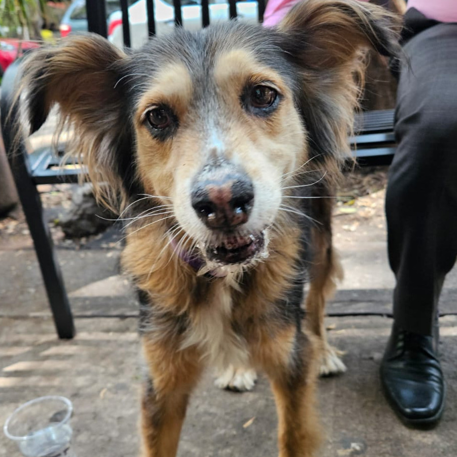 | Raza Mestiza | Encontrada