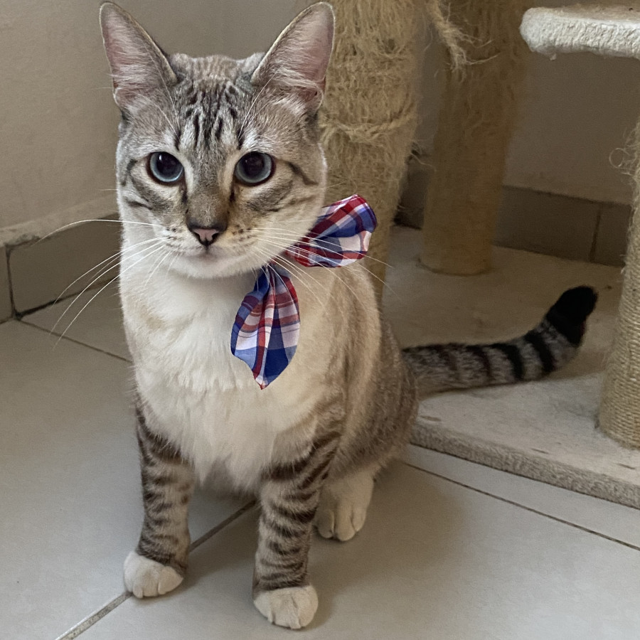OLAF | Raza Aslan o Siamés Moderno Punto Tabby | Perdido