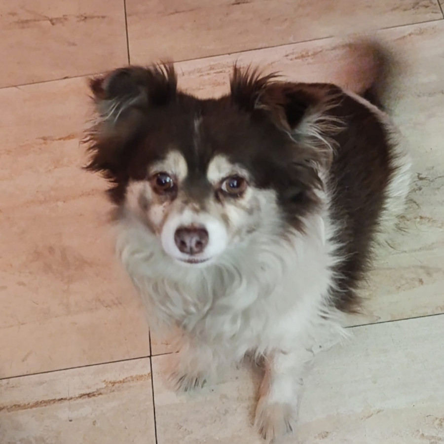 BERNIS | Raza Chihuahua de pelo largo | Final Feliz