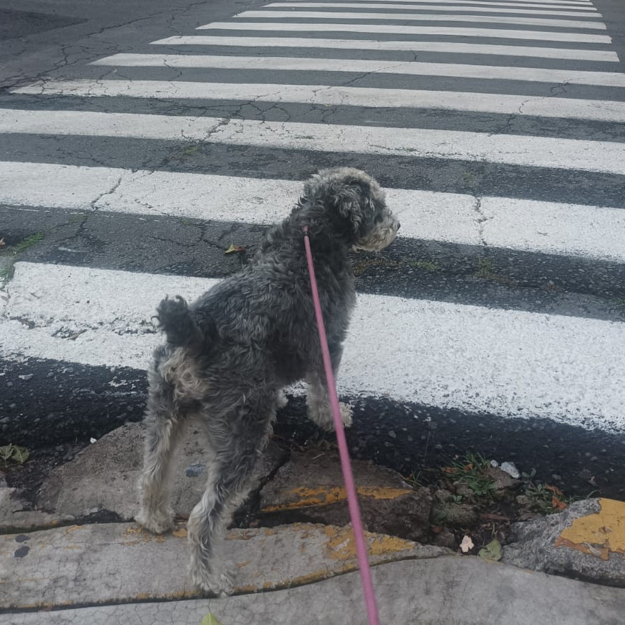 BLACKYTA | Raza Mestiza, cruza de Schnauzer | Perdida