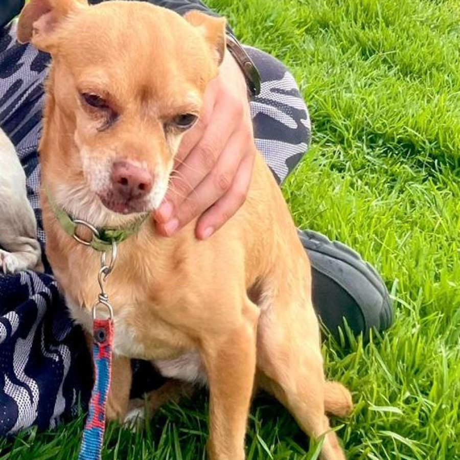 SPIKE | Raza Chihuahua | Perdido