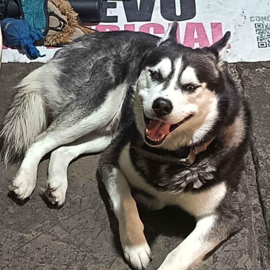 VIRGILIO | Raza Husky Siberiano | Final Feliz