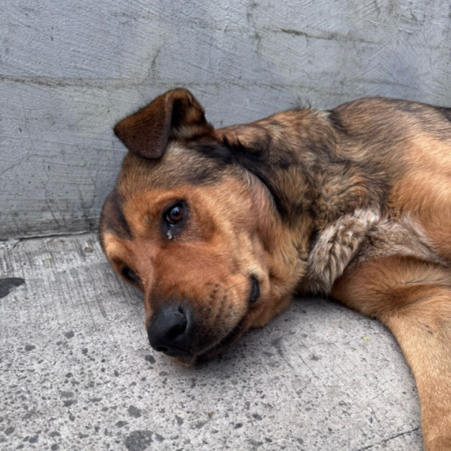  | Raza Mestizo | Encontrado