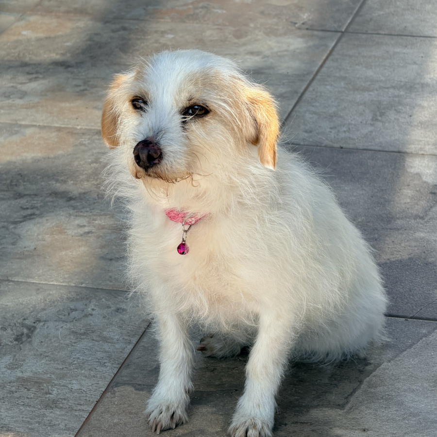  | Raza Mestiza | Encontrada