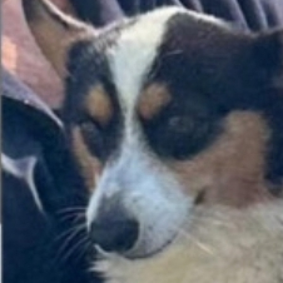MARIMBA | Raza Welsh Corgi | Final Feliz