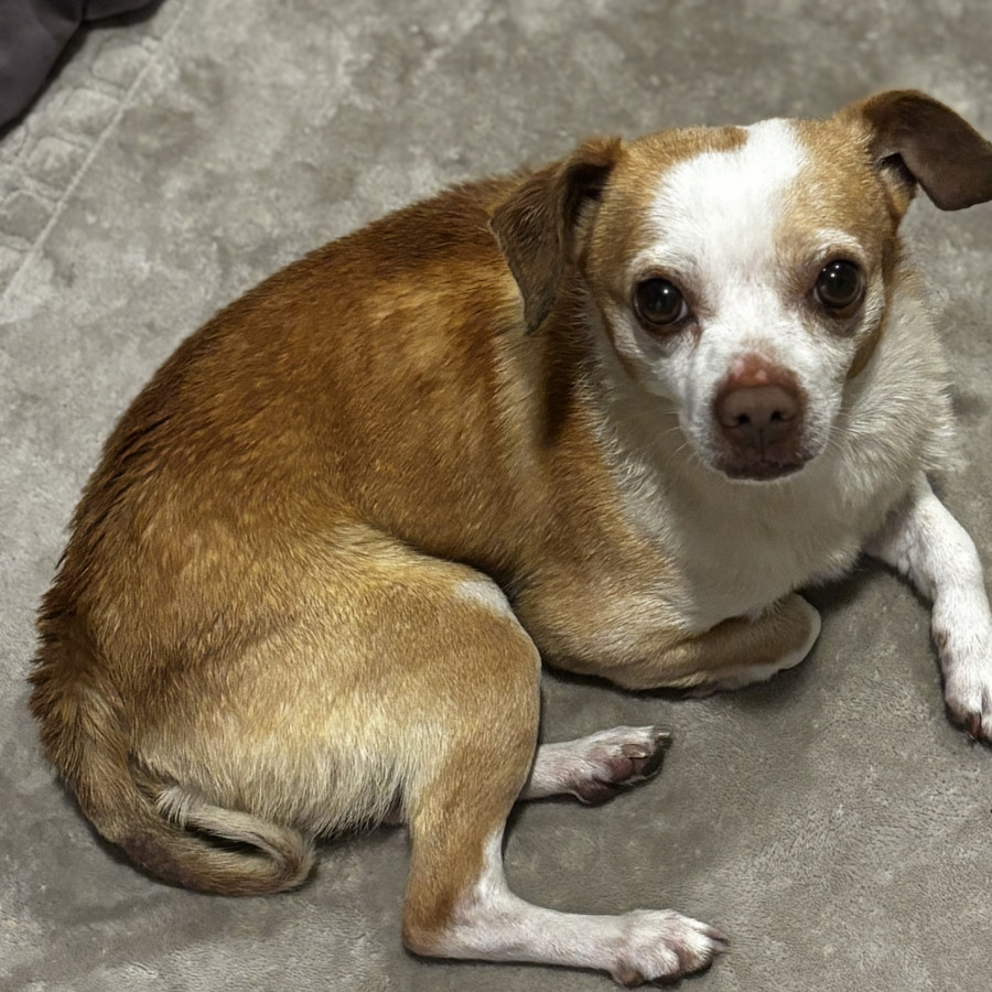  | Raza Chihuahua | Encontrado