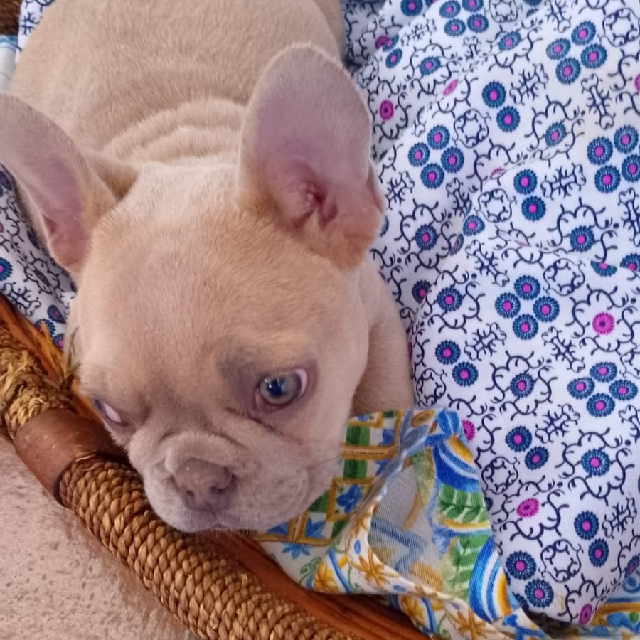 PANCHITO | Raza Bulldog Francés  | Final Feliz