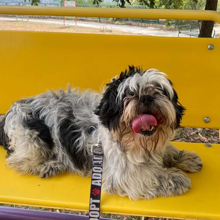 CANELO | Raza Shih Tzu  | Final Feliz